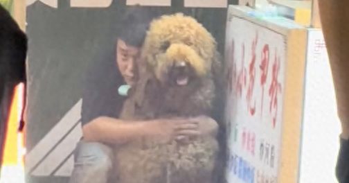 下大雨躲在狗狗后面，狗：确定吗？你洗澡10分钟，我最少200