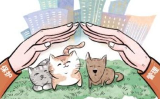 伤人惹人厌、消杀让人怜 流浪猫狗数量激增应如何处置