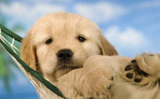 金毛犬托运途中死亡宠物托运公司被指擅自将空运改陆运 市场监管部门已介入