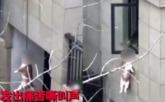 邯郸12岁男孩被4恶犬咬死，这次，“爱狗人士”出来说话了！