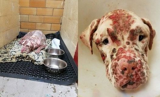 比特犬被蜜蜂螫成大花脸 抛弃在医院孤单疗伤