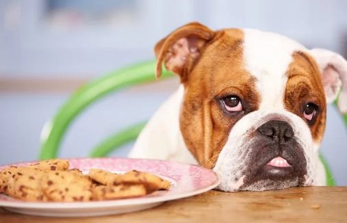 家里的狗挑食不吃狗粮，于是主人想了个办法……