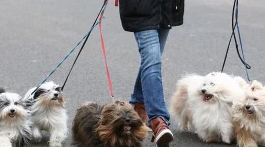 视界观丨狗狗纷至沓来共赴世界规模最大狗展