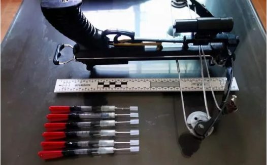 偷狗用的毒针有多毒?哥哥偷狗过程中毒针误伤弟弟,弟弟中毒而亡