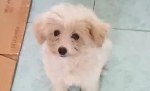 流浪狗一副粘人的样子，见到它恋恋不舍的目光，女生这下优柔寡断了