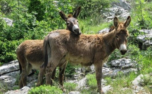 为何又蠢又固执的毛驴,会击败牧羊犬,成为农场主的新宠呢?