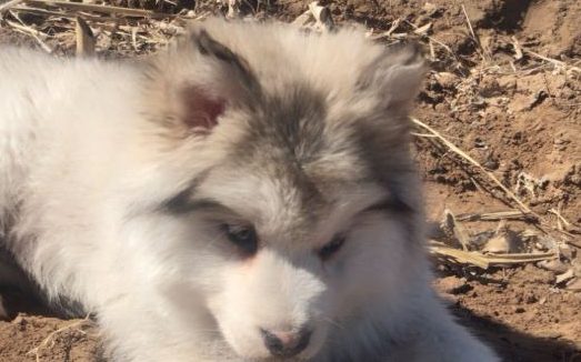 网友带阿拉斯加犬出来放风，玩了一会儿趴地面上不动了，脚底是什么