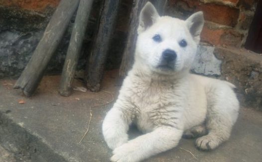 小狗在家无趣，主人刚回来它就放出去了，狗：我要去小河边散散心！