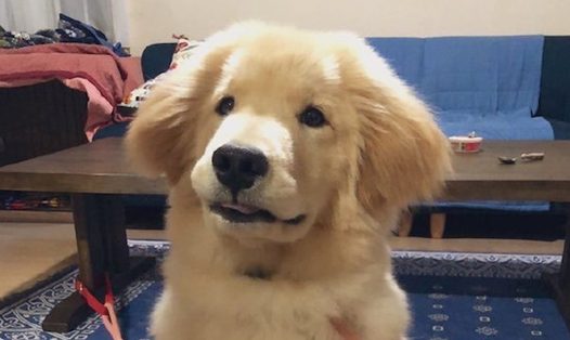 金毛和秋田犬的混血,继承了爸妈的所有优点,看起来太可爱了!