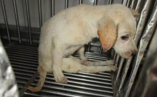 流浪小奶狗被撞后脊椎碎掉溶解，救助人：不知道它是如何挺过来的…