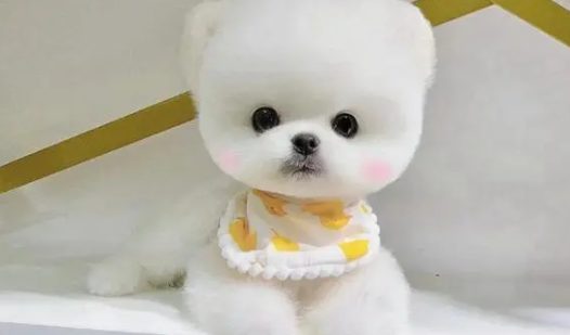 茶杯犬的寿命有多长