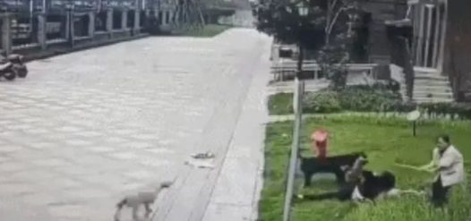 烈犬咬伤人后,宠物粮快递被投毒,流浪动物何去何从?