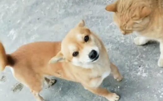 主人在家烤串，小黄狗从外面偷排骨交给主人，狗：给我也烤烤……