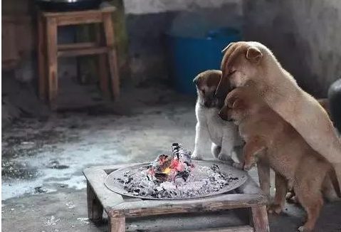 流浪狗狗聚在火炉边取暖，主人竟然这样做……