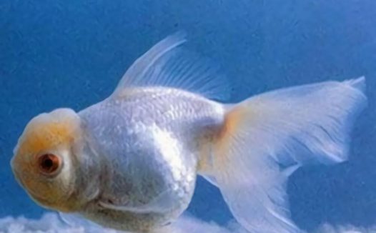 朱砂眼大蝶尾身份信息