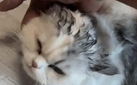 救命！狗子把猫舔成“芒果核”冲上热搜