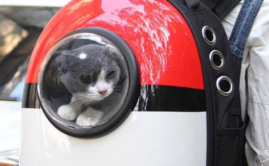 萌狗第一次搭地铁兴奋地撑破了袋子 主人蒙了：这下进不去了