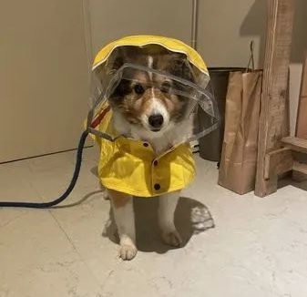 狗狗被镜子里的自己迷住…散步都不去了