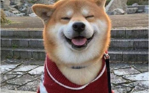 最喜欢笑的柴犬，开心到眼睛眯成一条缝，让人忍不住揪它的小肥脸