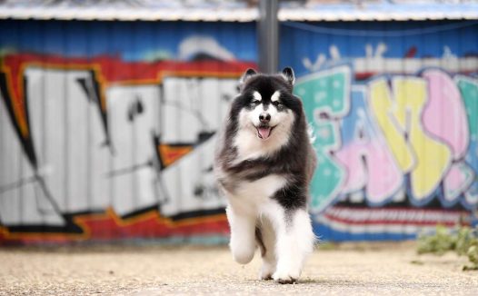 狂犬病毒致死率近百，被感染后怎么办？打疫苗前，建议先做这件事