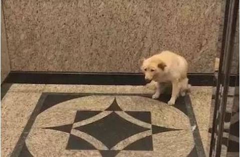 心酸！大白狗静坐在电梯里等他的主人，还不忘对来往的人笑！