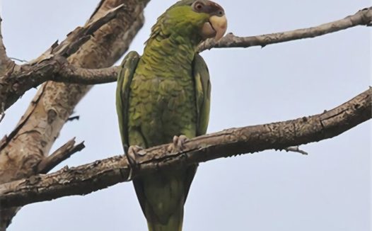 紫冠亚马逊鹦鹉身份信息