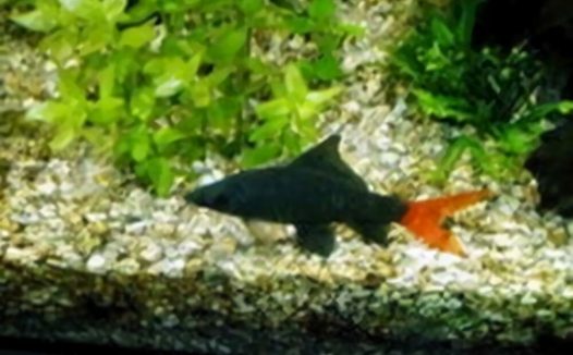 红尾黑鲨身份信息