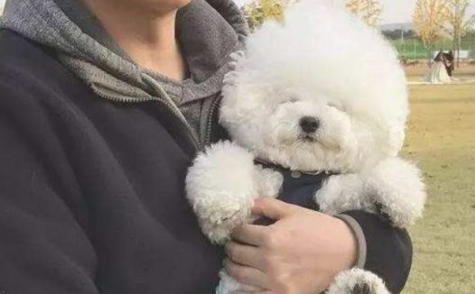 有着一头比熊犬，觉得一个人的世界全是萌萌哒的