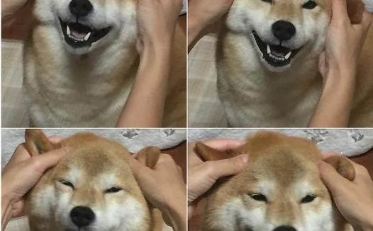 狗狗的模仿能力到底有多强？