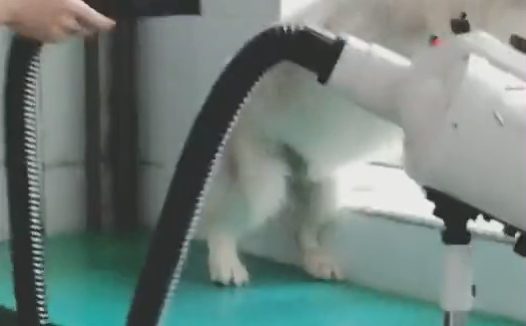 带著狗狗去宠物用品店冼澡,吹干时狗狗接着反映,让职工破涕为笑