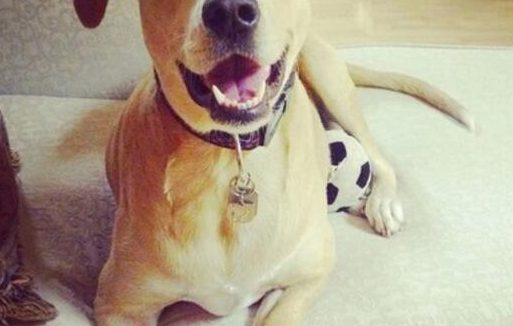 狗流产后抑郁 | 失去孩子的狗狗产后抑郁，连窝都不愿出，医生的话让人伤心