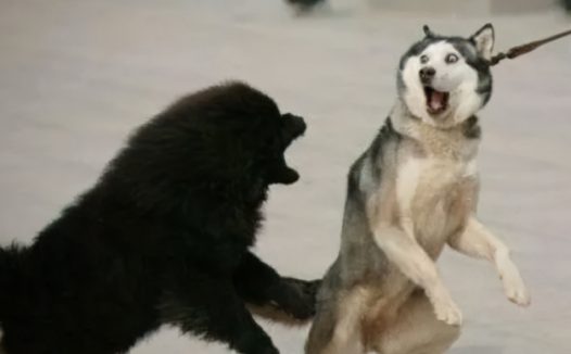 在丽江,再不文明养狗,严管重罚