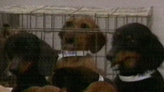 百只腊肠狗遭虐 民间团体突击抢救