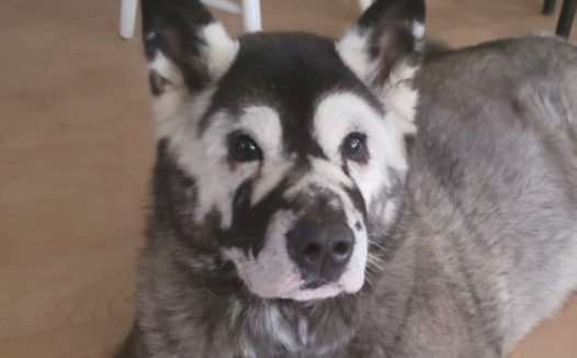 秋田犬长出花脸痛苦面具,5岁卒死,主人家留有千字哀悼