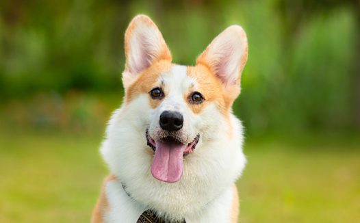 狗吠扰民,决定了宠物行业的上限?