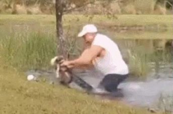 小狗在水中被鳄鱼咬住,主人徒手掰开鳄鱼嘴巴,勇救小狗