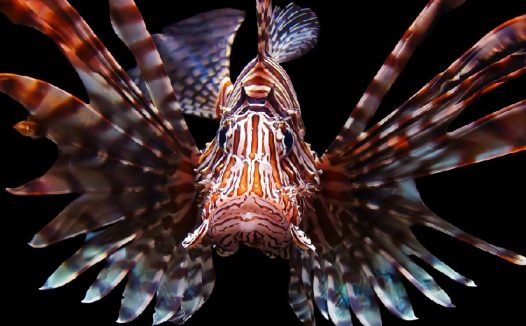 狮子鱼身份信息