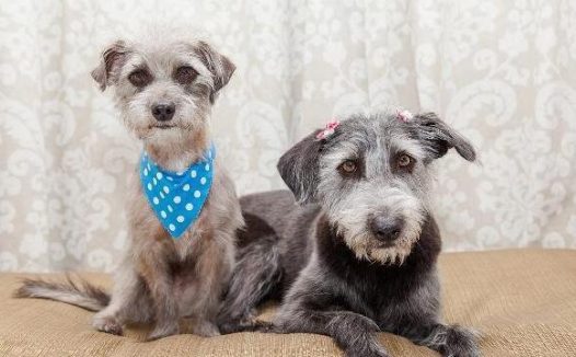 最特殊的3种狗狗，边牧最聪明，最后一种会把铲屎官气死！