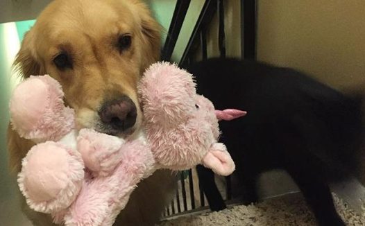 3岁的金毛狗狗太喜欢玩具了 每天晚上都会选一个陪自己睡