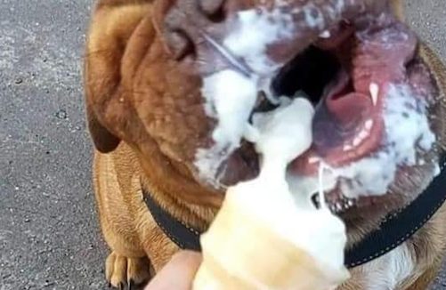 主人给狗狗喂冰淇淋吃,它闭着眼睛张大了嘴巴享用:人世美味!