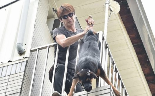 35度提高溫困小狗狗在户外入户花园,最后半吊歪斜神秘死亡
