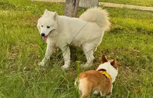 男子质问遛狗为何不牵绳被打出血!狗主人被立案后取保候审