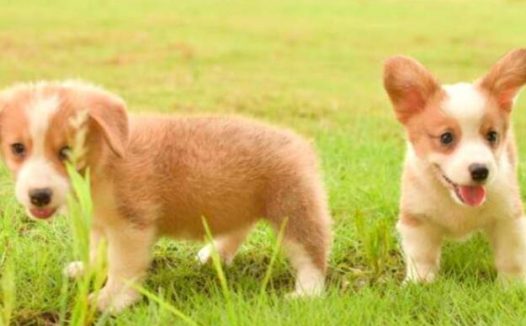 农村小伙2000元买对柯基狗,是不是很可爱!养不了免费送给大家!