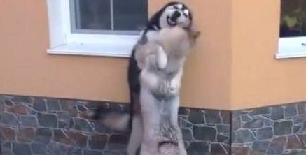 两只二哈见面就拥抱，久久不放开对方，狗狗：好久不见，好想你