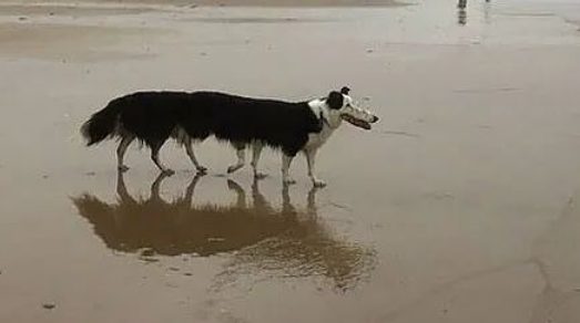 狗狗前脚断了一截,却一脸淡定