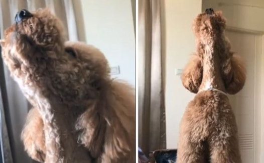 贵宾犬Boss想出门散步 学哈士奇叫声表示抗议