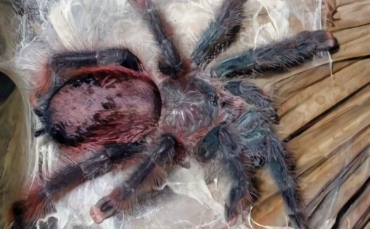 巴西粉红趾身份信息