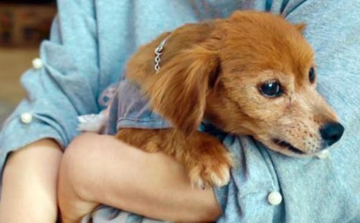 流浪老犬上门乞讨,面对食物不敢接受:我真的可以吃吗?