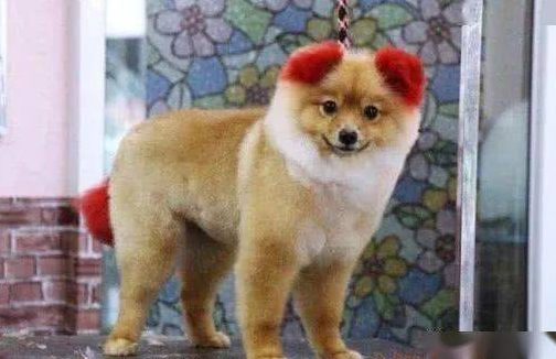 带狗狗去美容院染颜色,一个月后狗狗永远失去了它的耳朵