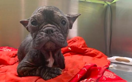 主人遛猫遛狗没拴狗绳，斗牛犬出车祸残废，想不到接下去它便被遗弃